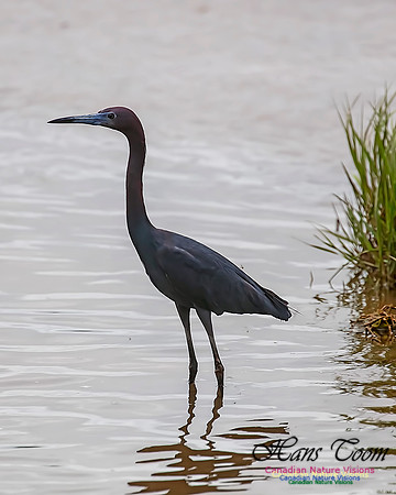 Little Blue Heron 101