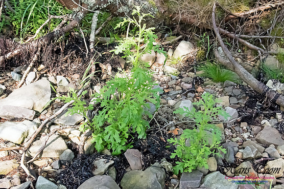 Senecio Vulgaris or S, jacobaea or Ambrosia artemisiifolia