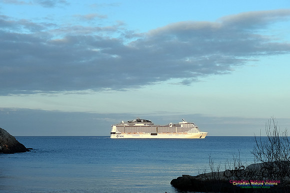 MSC Meraviglia 100