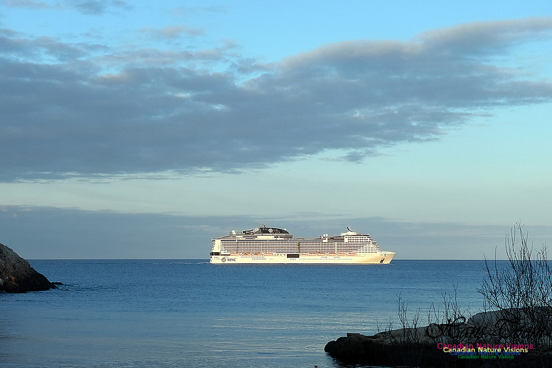 MSC Meraviglia 100