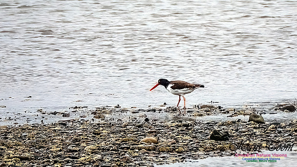 American Oystercatcher 103