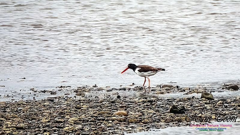 American Oystercatcher 103