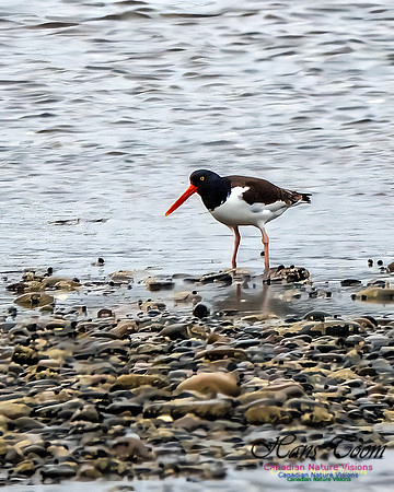 American Oystercatcher 102