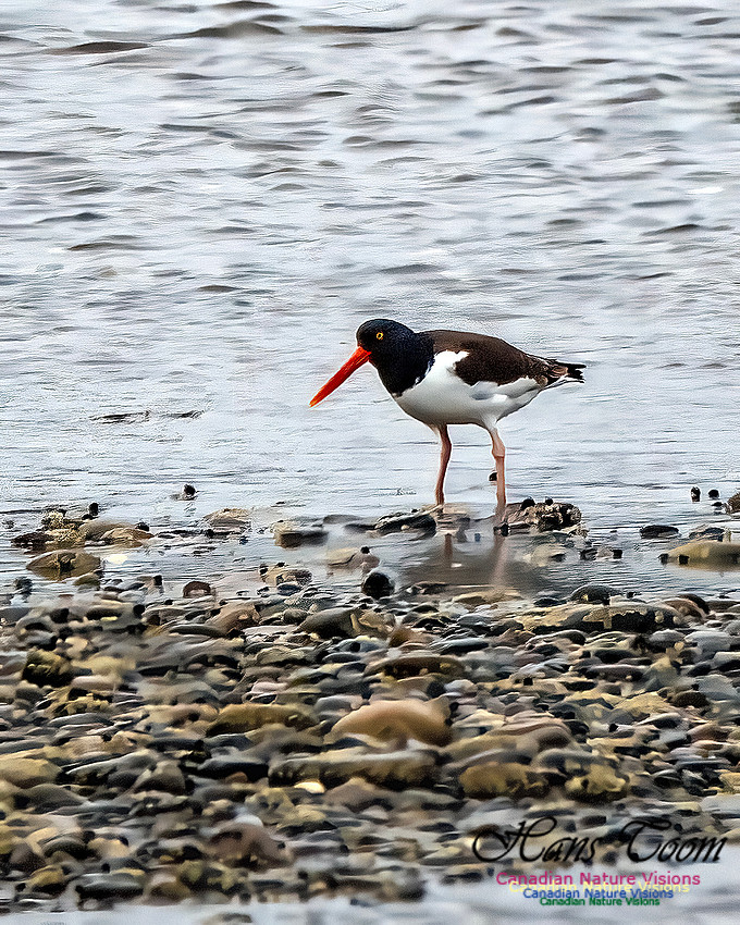 American Oystercatcher 102