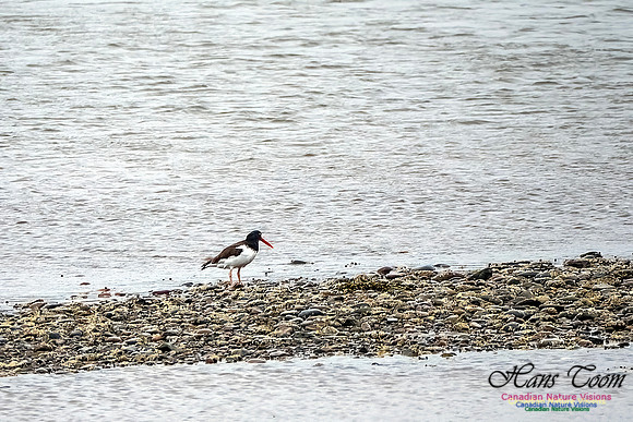 American Oystercatcher 105