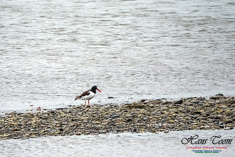 American Oystercatcher 105