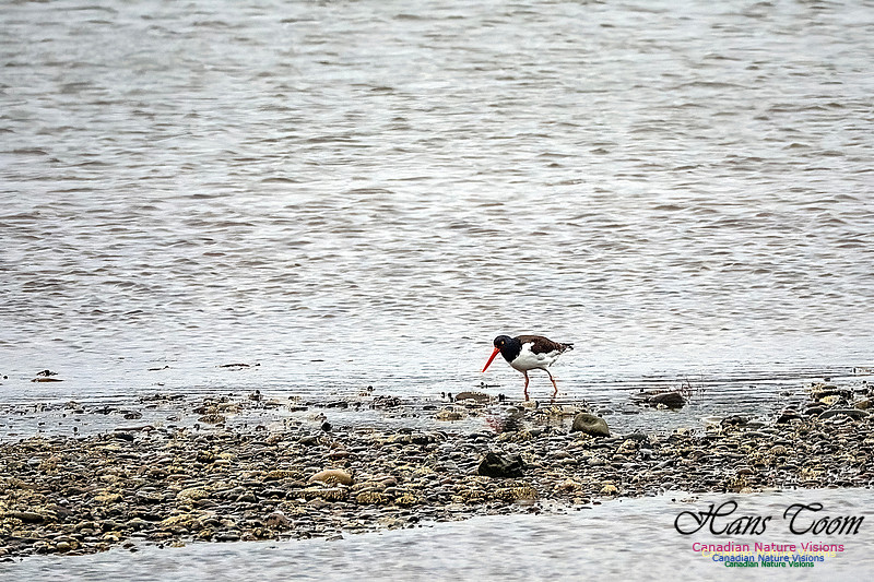 American Oystercatcher 106