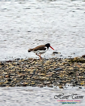 American Oystercatcher 104