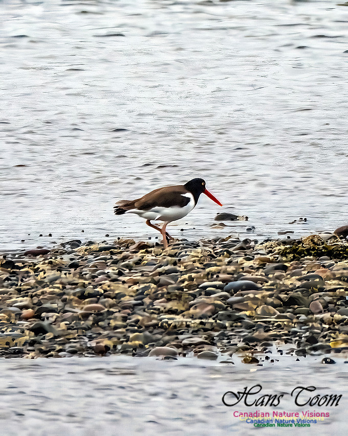 American Oystercatcher 104