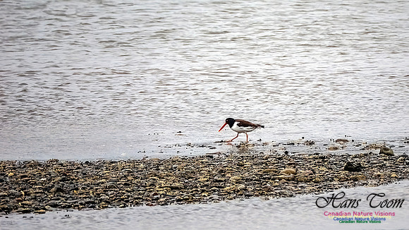 American Oystercatcher 101