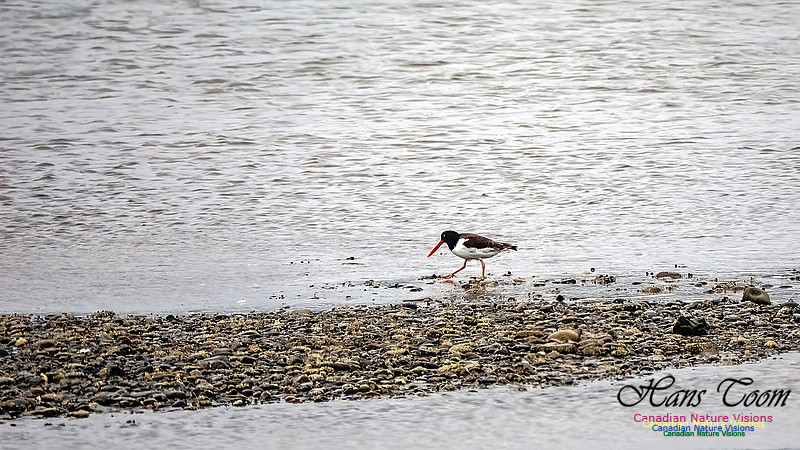 American Oystercatcher 101