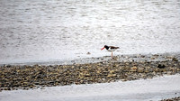 American Oystercatcher