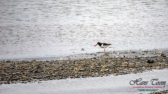 American Oystercatcher 100