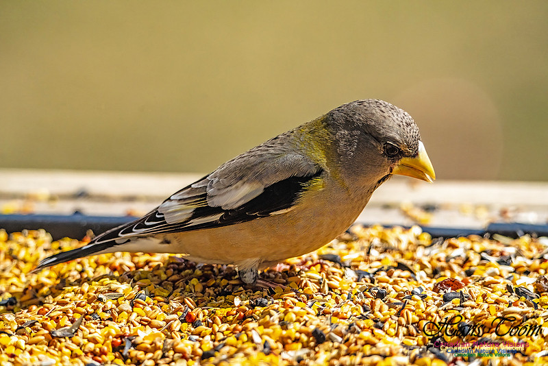 Evening Grosbeak 703