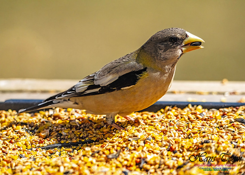 Evening Grosbeak 704