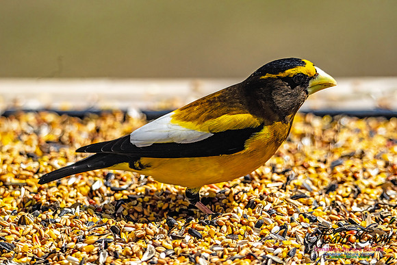 Evening Grosbeak 701