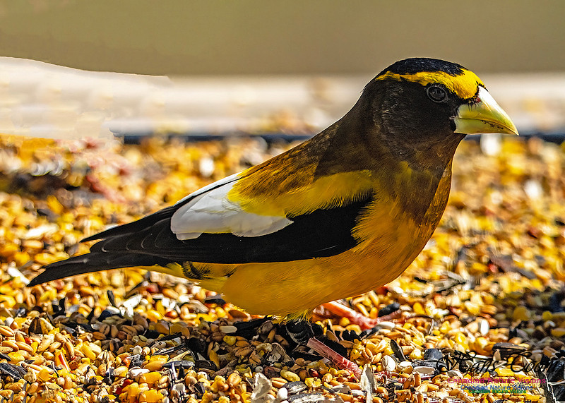 Evening Grosbeak 702