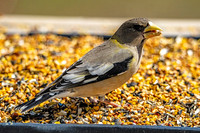 The Last of the Evening Grosbeaks