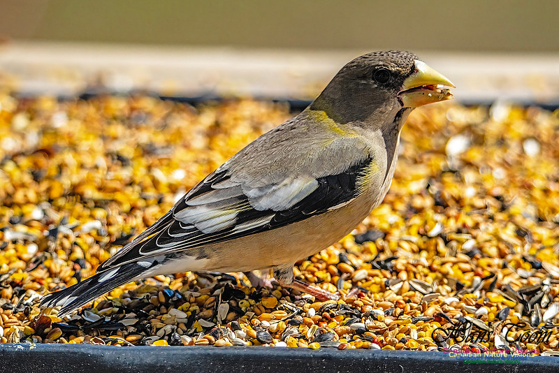 Evening Grosbeak 700