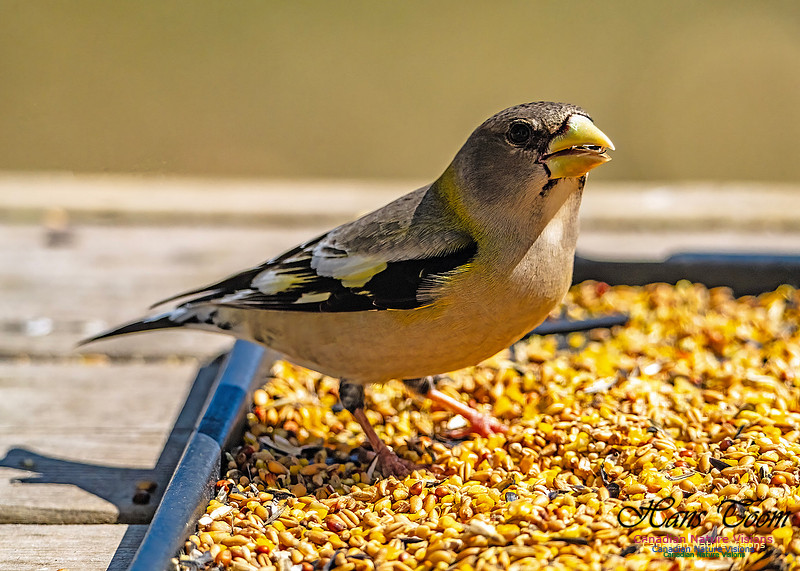 Evening Grosbeak 705