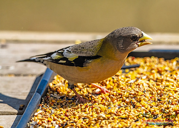Evening Grosbeak 706
