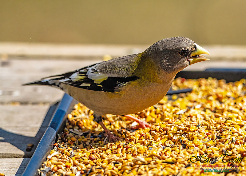 Evening Grosbeak 706