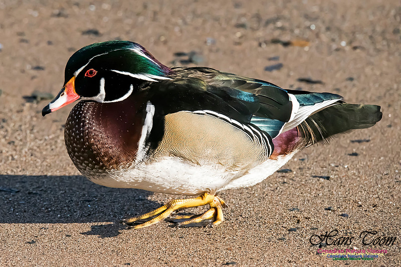 Wood Duck