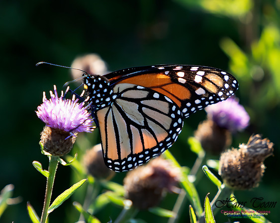 Monarch Butterfly 102