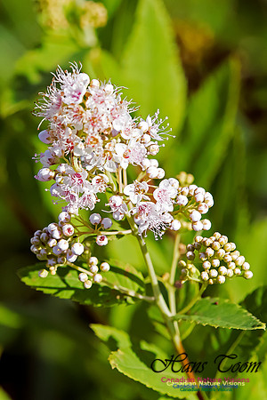 Meadowsweet