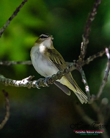 Blue-headed Vireo 101