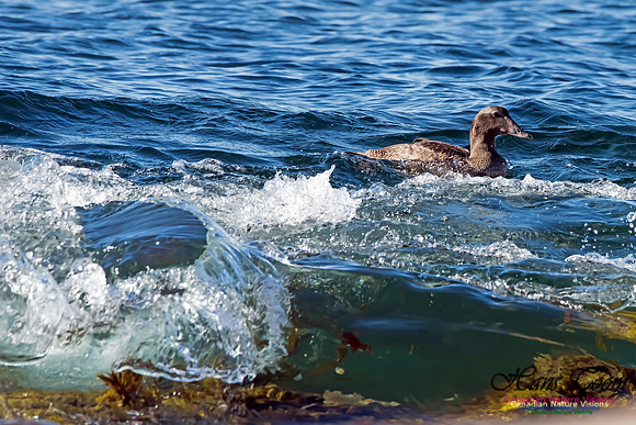 Common Eider