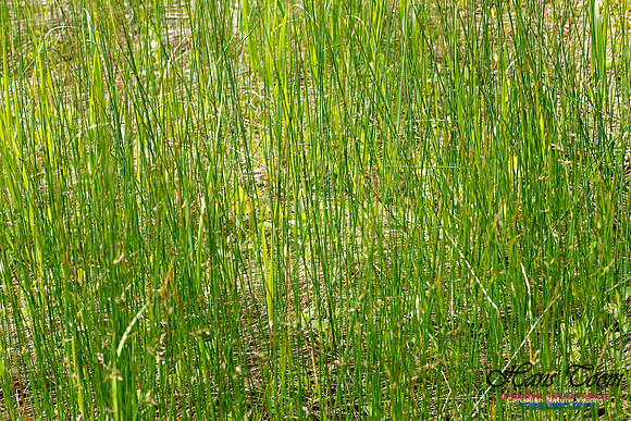 Rush and Sedge