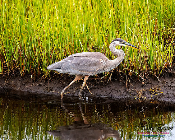 Great Blue Heron 211