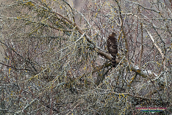 Cooper's Hawk 100
