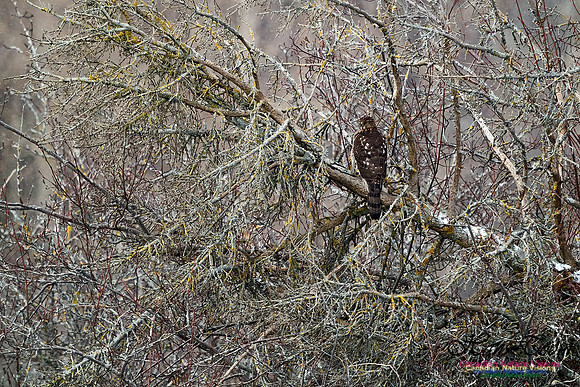Cooper's Hawk 101