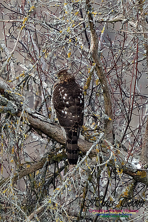 Cooper's Hawk 102