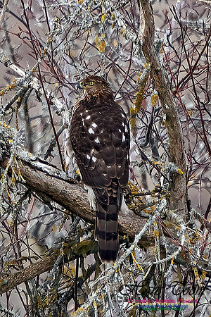 Cooper's Hawk 103
