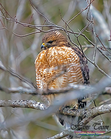 Red-shouldered Hawk 100