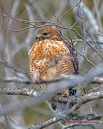 Red-shouldered Hawk 101