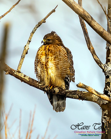 Red-shouldered Hawk 200