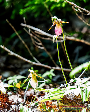 Pink Orchid Walk 114