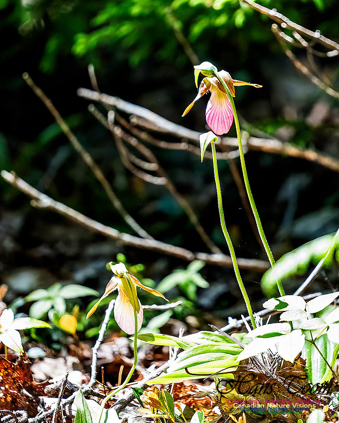 Pink Orchid Walk 114