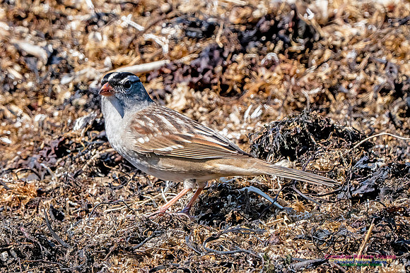 White-crowned Sparrow 309