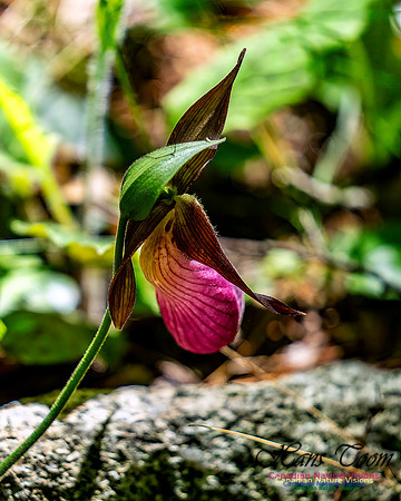 Pink Orchid Walk 118