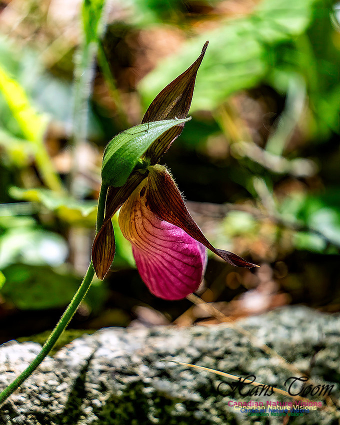 Pink Orchid Walk 118