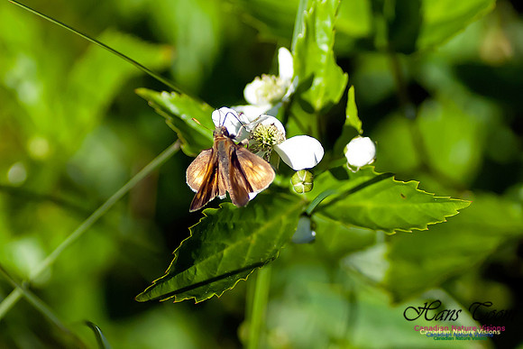 Hobomonk Skipper