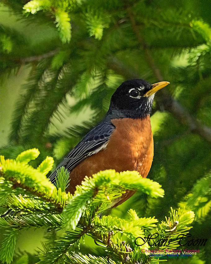 American Robin 201