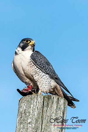 Peregrine Falcon