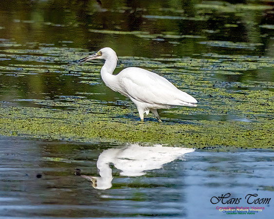 Little Blue Heron 304