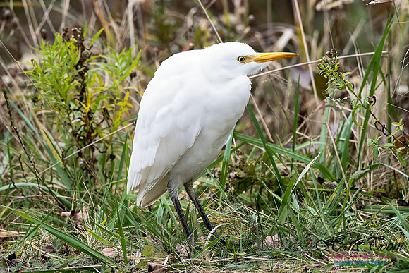 Cattle Egret